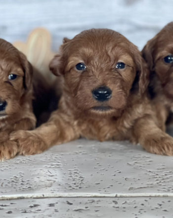 Upcoming Litter  (Mini Goldendoodle) $2500 Available 3.3.2022 Reserve your pick photo