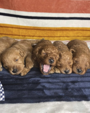 Upcoming Litter  (Mini Goldendoodle) $2500 Valentine’s Pups Available 2.11.2022 Reserve your pick photo