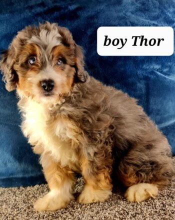 Boy Thor $2900 (Rare Blue Eyed Mini Merle Bernedoodle) Ready to Go Home Now Free Cali Delivery photo