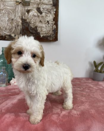 Girl Tina $2500 (Micro/Mini Bernedoodle) Ready to Go Home Now Free California  Delivery photo