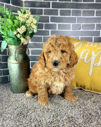 Boy Billy $2500 (Mini Goldendoodle) Free California Delivery photo
