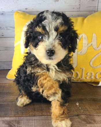 Boy Tanner $3000 (Micro/Mini Bernedoodle) Free Cali Delivery To Your Door photo
