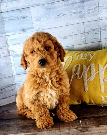 Boy Joey $2500 (Mini Goldendoodle) Free California Delivery To Your Door photo
