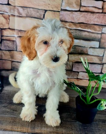 Girl Tina $1900 (Micro/Mini Bernedoodle) Ready to Go Home Now Free California  Delivery photo
