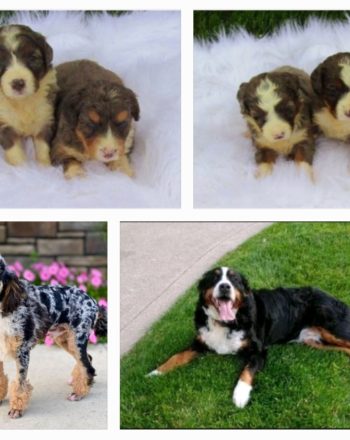 Rare Merle Mini Bernedoodles $3000 Available 6.1.22 Reserve Your Pick Today photo