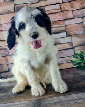 Boy Perry (Micro/Mini Bernedoodle) $1700 Free California Delivery To Your Door photo