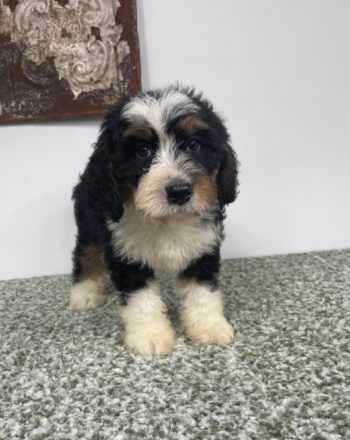 Boy Sebastian (Mini Bernedoodle) $3200 Free Cali Delivery To Your Door photo