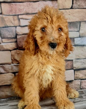 Girl Dulce $1900 (Standard Goldendoodle) Ready To Go Home August 6th Free Delivery In California photo