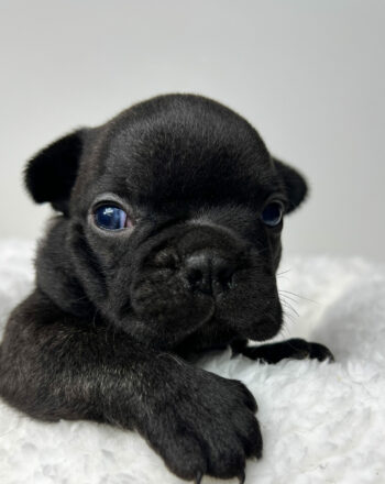 $2900 Boy Quentin (Frenchie Frenchtons 75% frenchie 25% Boston Terrier) Free Cali Delivery Available Now photo