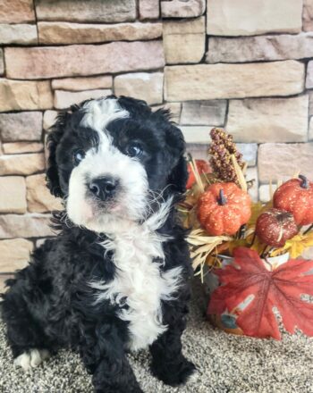 Boy Fritz $2200 (Mini Bernedoodle) Ready to Go Home September 14th Free Cali Delivery photo