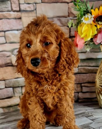 Girl Dolly $2700 (Mini Goldendoodle) Free Cali Delivery photo