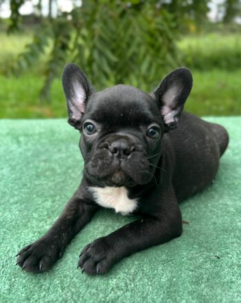 $2900 Boy Quade (Frenchie Frenchtons 75% frenchie 25% Boston Terrier) Free Cali Delivery Available Now photo