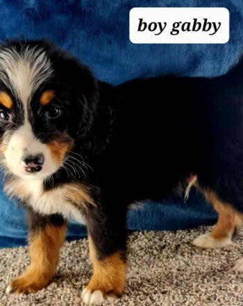Boy gabby $2900(Rare Merle Mini Bernedoodle) Ready to Go Home September 20th Free cali Delivery photo