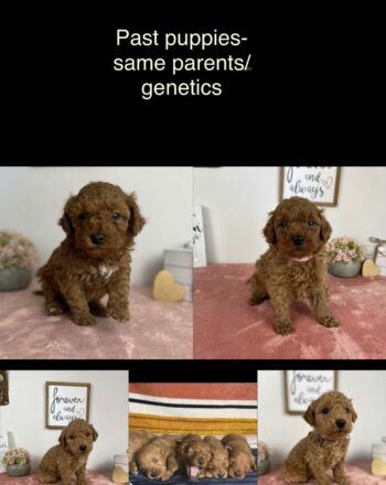 Future Litter Announcement Reserve Your Pick $2700 (Micro Goldendoodle) Ready To Go Home April 2023 photo