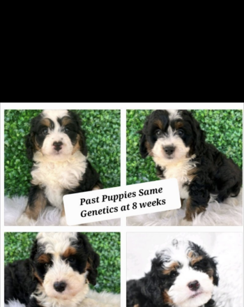 ADORABLE MINI BERNEDOODLE LITTER ANNOUNCEMENT AVAILABLE MID OCTOBER $3000 RESERVE YOUR PICK # SPOT TODAY! photo
