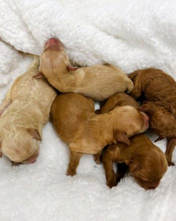 Sept Litter Announcement! 8 Gorgeous F1b Minis Available Sept 30th! Reserve Your Pick # Today photo