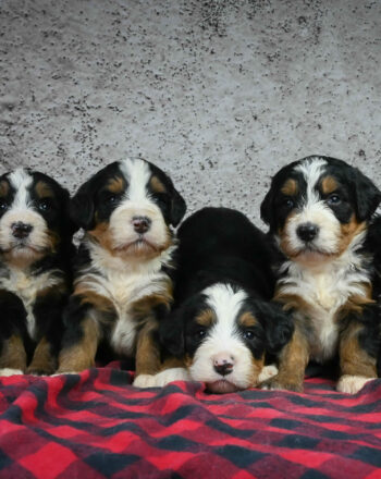 RESERVE YOUR PICK TODAY (Standard Bernedoodles) FREE Cali Delivery December 23rd photo