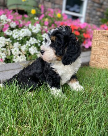 Boy Gale $2900 (Mini Bernedoodle) Ready to Go Home September 28th Free Cali Delivery photo