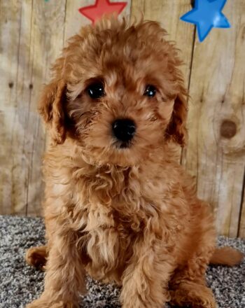Boy Terence $2100 (Micro/Mini Goldendoodle) Ready To Go Home Now Free Cali Delivery photo