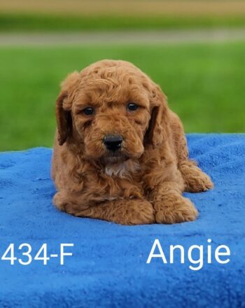 Girl Angie $2700 (Mini Goldendoodle) Ready To Go Home September 30th Free Cali Delivery photo