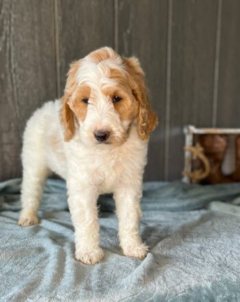 Boy Boots $2100 (Medium F1b Goldendoodle) Ready To Go Home September 30th Free Cali Delivery photo