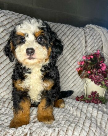 Girl Kylie $2900 (Mini Bernedoodle) Ready to Go Home September 28th Free Cali Delivery photo