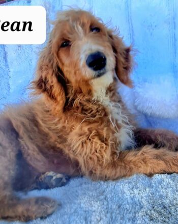 Boy Bean $1200 (Standard Goldendoodle) Free Cali Delivery photo