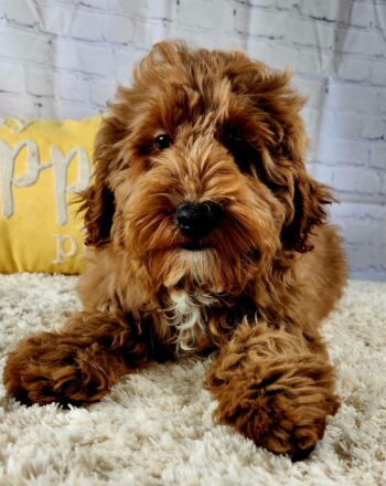 Boy Bryan $2100 (Mini Goldendoodle) Ready To Go Home Now Free Cali Delivery photo