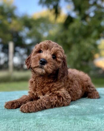 Girl Marie $2700 (Micro/Mini Goldendoodle) Ready To Go Home Now Free Cali Delivery photo