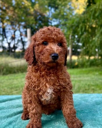 Boy Newton $2700 (Micro/Mini Goldendoodle) Ready To Go Home Now Free Cali Delivery photo