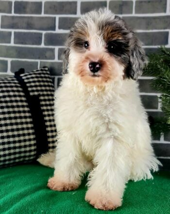 Boy Saturn (Micro Bernedoodle) $2100 Available Now Free Cali Delivery photo