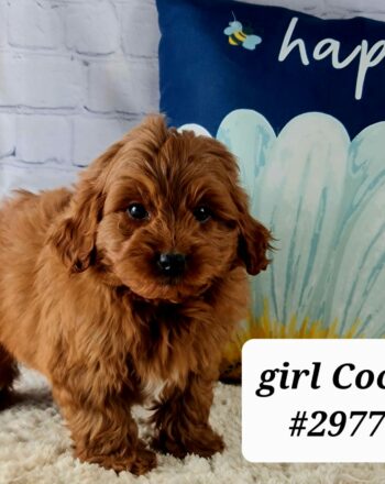 Girl Coco $2700 (Mini Goldendoodle) Ready To Go Home Now Free Cali Delivery photo