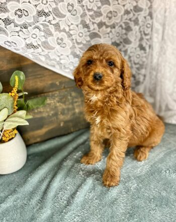 Girl  Katie $2700 (Mini Goldendoodle) Ready To Go Home Now Free Cali Delivery photo