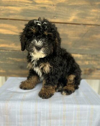 Boy Connor $2100 (Mini Bernedoodle) Ready to Go Home Now cali Delivery photo