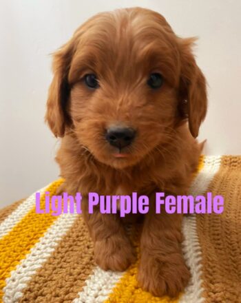 Girl Light Purple $2900 (Mini Goldendoodle) Ready To Go Home December 9th Free Cali Delivery photo