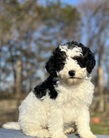 Girl Duck 2100 (Micro/Mini Bernedoodle) Available now Free Cali Delivery photo