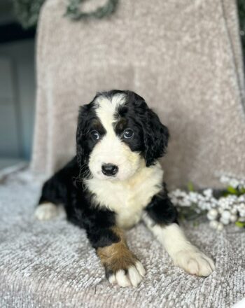 Girl Alice $1800 (Standard Bernedoodle) Ready to Go Home December 30th photo