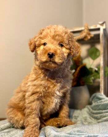 Boy Oliver $2700 (Micro/Mini Goldendoodle) Ready To Go Home February 3rd photo