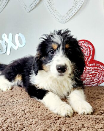 Boy Benny $2500 (Mini  Bernedoodle) Ready to Go Home now photo