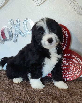 Boy Daffodil $2400 ( Mini Bernedoodle) Ready to Go Home Now photo