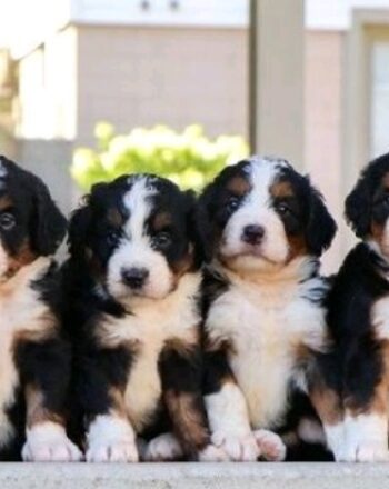 Upcoming HIGH Demand Tri Mini Bernedoodles Litter! $2900 Available March 1st 2023 – Place your deposit to reserve your pick now! photo