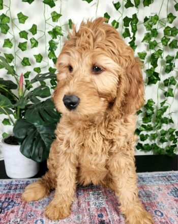 Girl Lucy $2000 (Standard Goldendoodle) Ready To Go Home Now photo