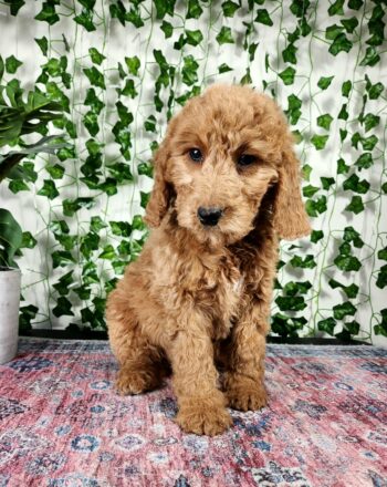 Girl Hope $2700 (Mini F1b Goldendoodle) Ready To Go Home Now photo