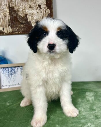 Boy Carlyle $2500 (Micro/Mini Bernedoodles) Available 3.28.23 photo