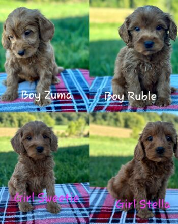 2 Boys 3 Girls (F1 Red Mini Goldendoodles) $2700 Choose Your Puppie Ready to Go Home October 5th photo