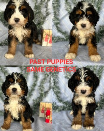 Upcoming Litter $2500 (Standard Bernedoodles) Ready to Go Home October 23th Reserve Your Pick! photo
