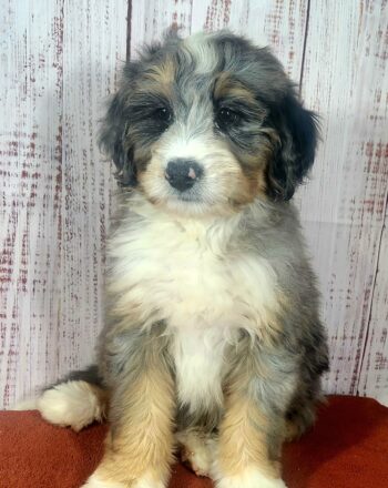 Boy Alex $2400 (Rare Merle Mini Bernedoodle) Ready to Go Home This Weekend photo