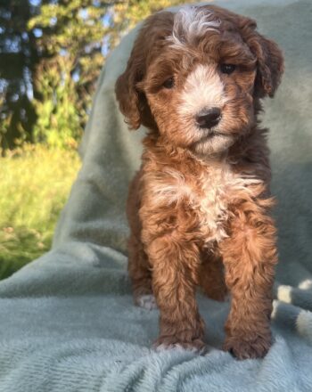 Girl Emery (Mini Goldendoodle) $2700 Ready to Go Home October 10th photo