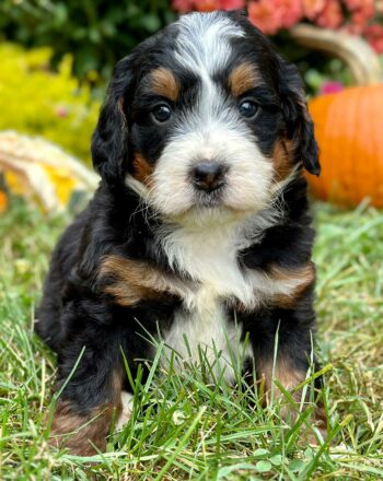 Boy Moe $2900 (Tri Mini Bernedoodle) Ready to Go Home October 8th photo
