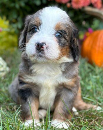 Girl Marnie $2900 (Rare Merle Mini Bernedoodle) Ready to Go Home October 8th photo